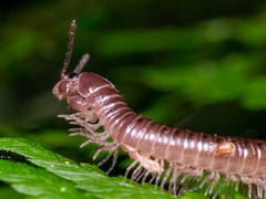 Parajulidae