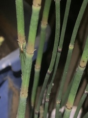 Tetragnatha laboriosa