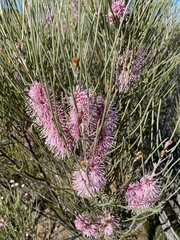Hakea
