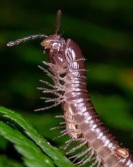 Parajulidae