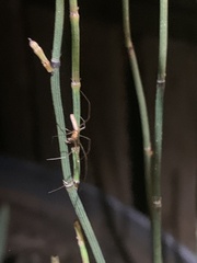 Tetragnatha laboriosa