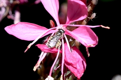 Halictus tripartitus