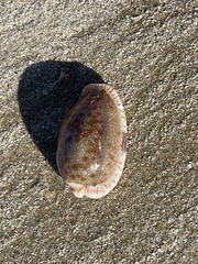 Naria erosa