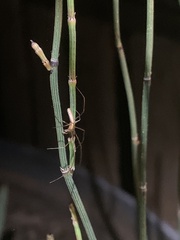 Tetragnatha laboriosa