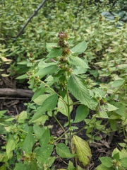 Galeopsis