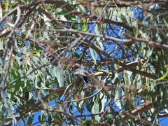 Dryobates nuttallii