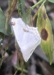 Sericoptera mahometaria
