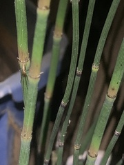 Tetragnatha laboriosa