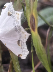 Sericoptera mahometaria