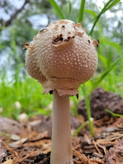 Chlorophyllum molybdites