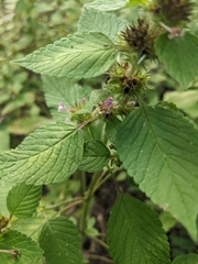 Galeopsis