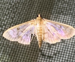 Herpetogramma thestealis