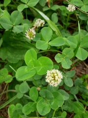 Trifolium repens
