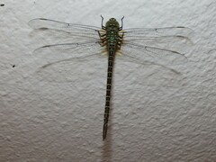 Coryphaeschna ingens