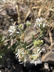 Sericocarpus oregonensis