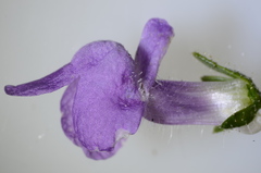 Antirrhineae