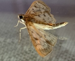 Herpetogramma thestealis