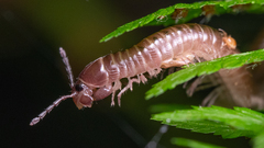 Parajulidae