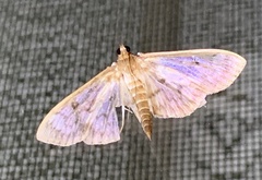 Herpetogramma thestealis