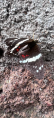 Anartia fatima
