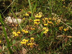Daviesia umbellulata