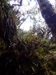 Niphidium crassifolium
