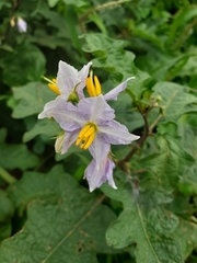 Solanum carolinense