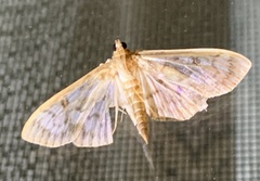 Herpetogramma thestealis