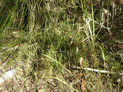 Daviesia umbellulata