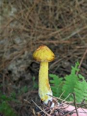Suillus weaverae