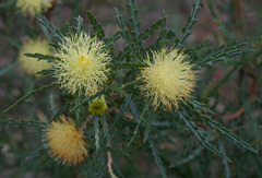 Banksia polycephala × squarrosa