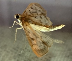 Herpetogramma thestealis