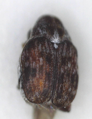 Bruchinae