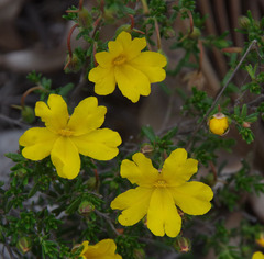 Hibbertia hypericoides hypericoides