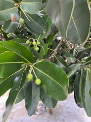 Calophyllum inophyllum