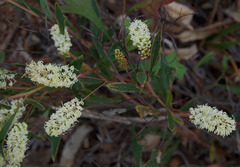 Grevillea synapheae synapheae