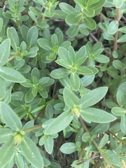 Portulaca umbraticola