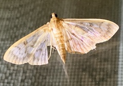 Herpetogramma thestealis