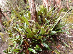 Niphidium crassifolium