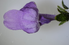 Antirrhineae