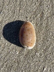 Naria erosa