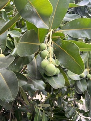 Calophyllum inophyllum