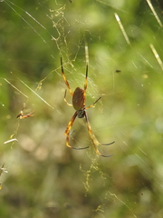 Trichonephila plumipes
