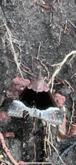 Hypena