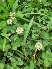 Trifolium repens