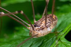 Sclerosomatidae