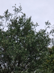 Platycercus eximius