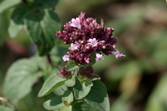 Origanum vulgare
