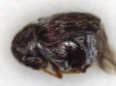 Bruchinae