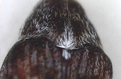Bruchinae